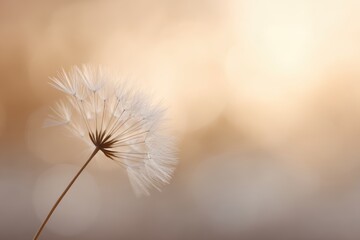 Fototapeta premium Delicate dandelion seed head glowing in sunset backlight nature macro scene