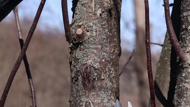 Gardener trims excess branches and shoots with secateurs. Close-up of a hand in a protective glove holding a secateur. The process of pruning a tree in the garden, close-up. Work in the park