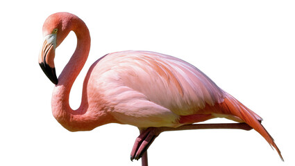 Fototapeta premium A vibrant pink flamingo with its elegant long neck and distinctive beak stands gracefully