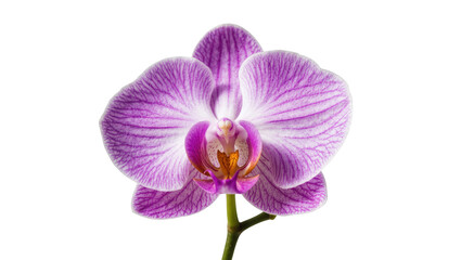 Fototapeta premium Stunning purple Phalaenopsis orchid flower with detailed striped petals and vibrant colors