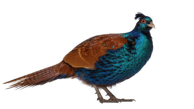 Stunning male Himalayan monal pheasant showing colorful feathers and unique crest