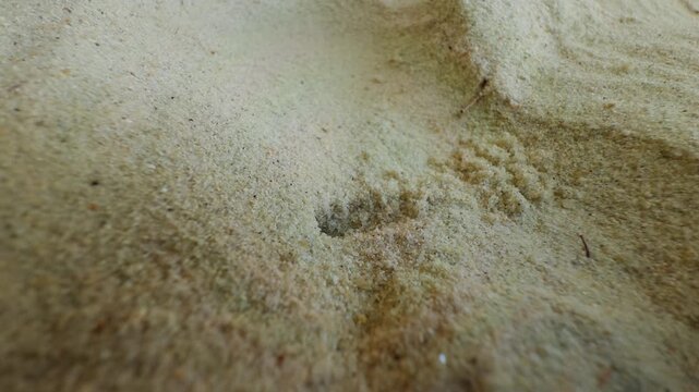 Macro View of Sand Wasp Digging Burrow in Fine Sand While Carrying Prey into Hole Entrance, Close Up Perspective Showing Hunting Behavior and Nesting Activity in Natural Tropical Environment