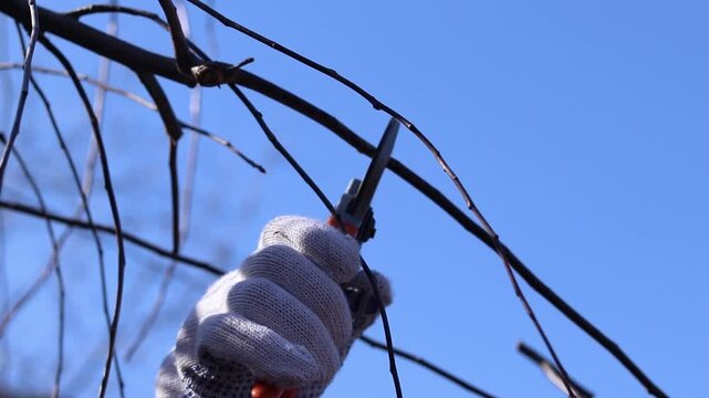 Gardener trims excess branches and shoots with secateurs. Close-up of a hand in a protective glove holding a secateur. The process of pruning a tree in the garden, close-up. Work in the park