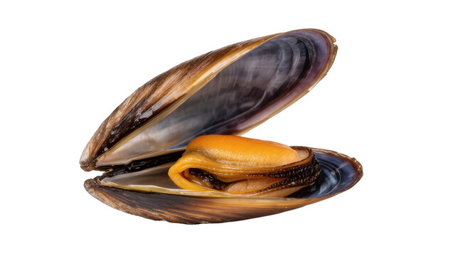 Delicious steamed common mussel showing its rich orange flesh inside an open shell