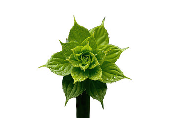 Obraz premium Young green sprout with fresh leaves and water drops, representing growth, new life, nature, and the environment. Transparent background