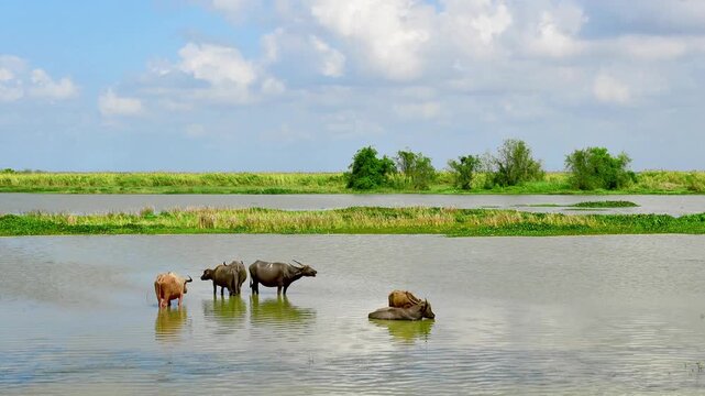 Time-lapse of a herd of domestic water buffaloes (swamp buffalo) standing in shallow water at Thale Noi Non-Hunting Area, Phatthalung province. 