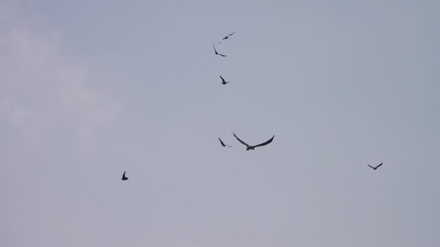 Adult White-bellied sea eagle (Icthyophaga leucogaster) soars over the Andaman Sea coast, catching fish and clashing with crows. Malaysia