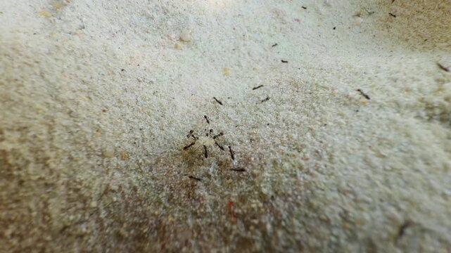 Macro View of Ants Carrying Dead Sand Flea Across Fine Sandy Surface Toward Colony, Close Up Perspective Showing Teamwork Cooperation and Survival Behavior in Natural Environment