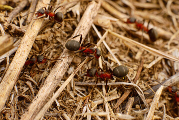 Naklejka premium Red forest ants on dry ground macro