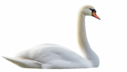Gardinen Schwan Majestic mute swan resting peacefully, elegant waterfowl with long neck and orange beak  © Rowan