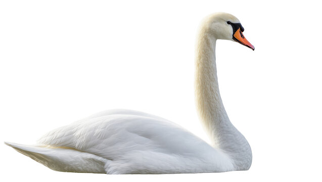 Majestic mute swan resting peacefully, elegant waterfowl with long neck and orange beak
