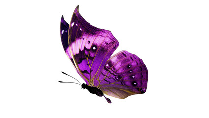 Close-up of a magnificent purple butterfly displaying its intricate patterned wings © Rowan