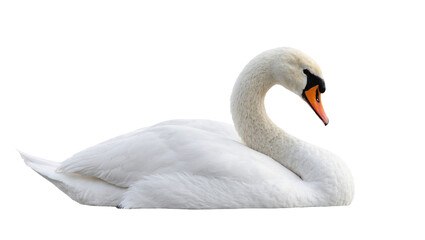 Graceful white mute swan peacefully resting, elegant water bird portrait in studio light © Rowan