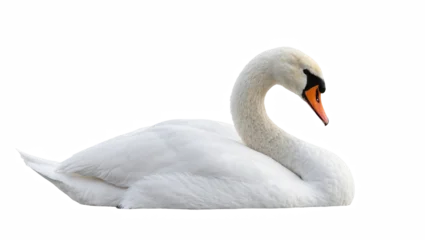 Gardinen Schwan Graceful white mute swan peacefully resting, elegant water bird portrait in studio light  © Rowan