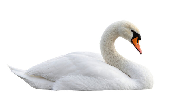 Graceful white mute swan peacefully resting, elegant water bird portrait in studio light