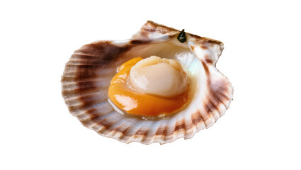 Exquisite raw scallop meat and coral in an open shell, a premium fresh seafood ingredient. © Rowan
