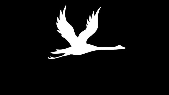 Animated Flying Goose Silhouette, White Swan Flight Cycle, Seamless Loop, Wings Flapping, Hand Drawn Style on Black Background