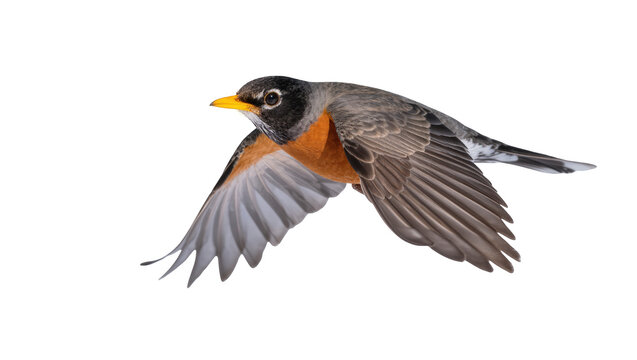 Dynamic American Robin in mid-air flight, wings fully extended, vibrant plumage.