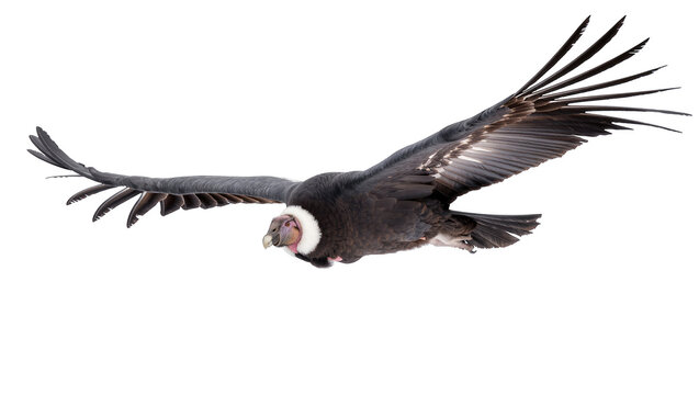 Andean condor flying with outstretched wings, large bird of prey soaring gracefully