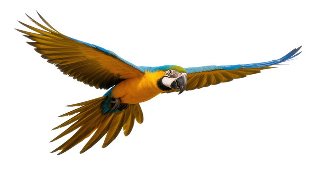 A vibrant blue and yellow macaw soars gracefully with outstretched wings, capturing dynamic motion