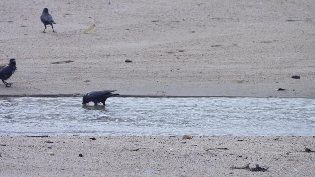 House crows (Corvus splendens) scavenge for fish and other debris from the Andaman Sea during low tide. Malaysia Peninsula