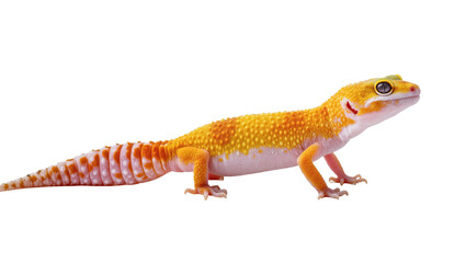 Fototapeta premium A beautiful colorful leopard gecko with striking orange and yellow scales, reptile portrait