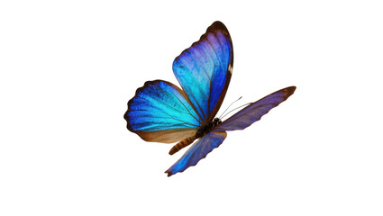 Magnificent blue morpho butterfly in graceful flight, showcasing brilliant iridescent wings © Rowan