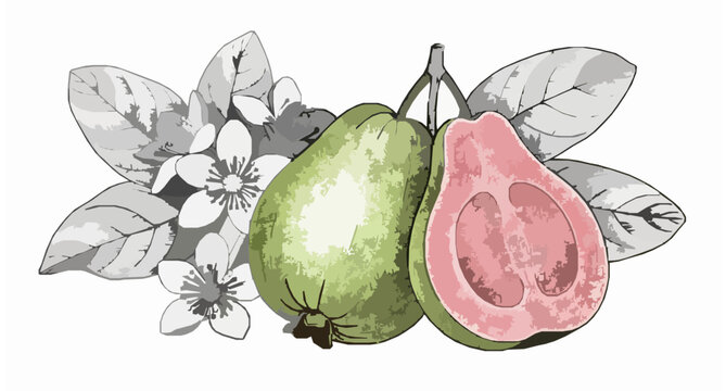 Guava Fruit Sketch with Flowers and Leaves Hand Drawn Vintage Vector Illustration