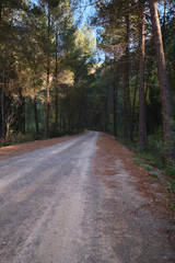Fototapeta premium dirt road in the forest