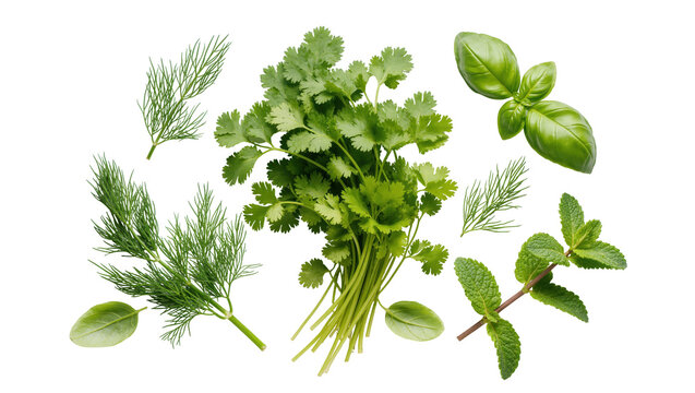 Collection of vibrant fresh green herbs featuring dill, basil, cilantro and refreshing mint