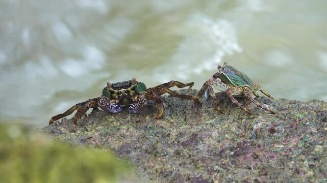 Contact behavior of mottled crab Grapsus albolineatus are a diurnal species on the in rocky depths and in coral reefs of the Andaman Sea, Penang Island, Malaysia.