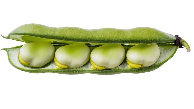 Fresh broad beans in an open green pod showing four healthy, raw fava beans inside