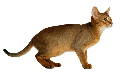 Beautiful ruddy Abyssinian cat with striking golden eyes standing in a sleek pose © Rowan