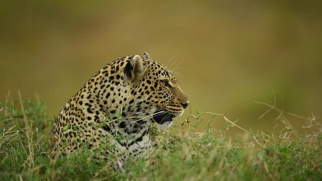 Big Male leopard relaxing during the day in the Maasai Mara.