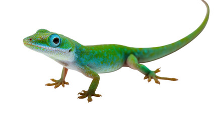 Fototapeta premium Detailed vibrant green lizard with striking blue eyes, a beautiful tropical reptile