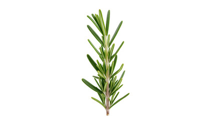 Fototapeta premium Fresh green rosemary sprig a vibrant aromatic herb for culinary and cooking recipes