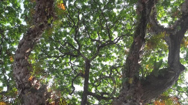 An old coastal tree is entwined with woody vines and covered with epiphytic ferns, tree epiphyte. The tree harbors a whole world of plants and animals, association, opium. Malaysia. Malacca