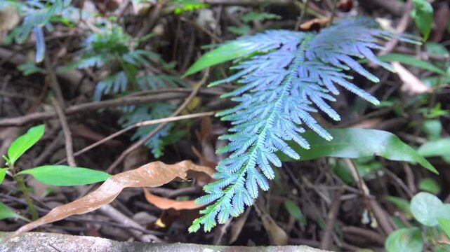 Rainforest on the Malayan peninsula, Malacca with an abundance of ferns and vines. Wildenow's spike moss and peacock fern (Selaginella willdenowii) full of grace iridescent blue