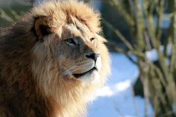 Löwe (Panthera leo) Portrait © Aggi Schmid