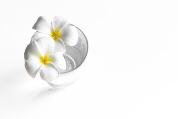 Obraz premium White plumeria frangipani flowers in glass of water. Wellness treatment, relax and massage concept.