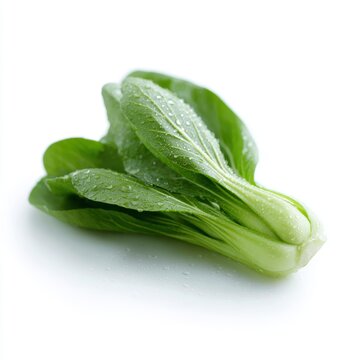 Isolated fresh bok choy vegetable with water droplets healthy cooking ingredient