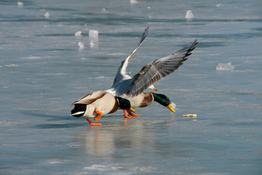 Stockente (Anas platyrhynchos) auf gefrorenem See