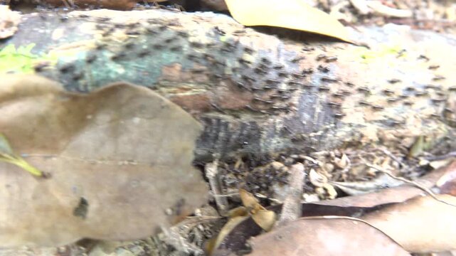 A column of Hospitalitermes termites moves through forest litter. Malacca rainforest.