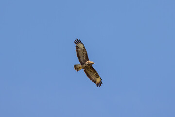 Fototapeta premium Common Buzzard Soaring in Clear Sky