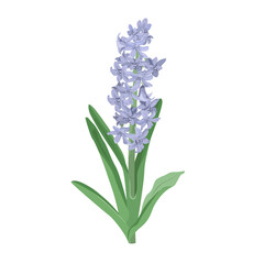 Obraz premium Beautiful hyacinth flower on isolated background. Design element for wedding invitations, cards. Vintage Floral of Blooming hydrangea. Vector Illustration.
