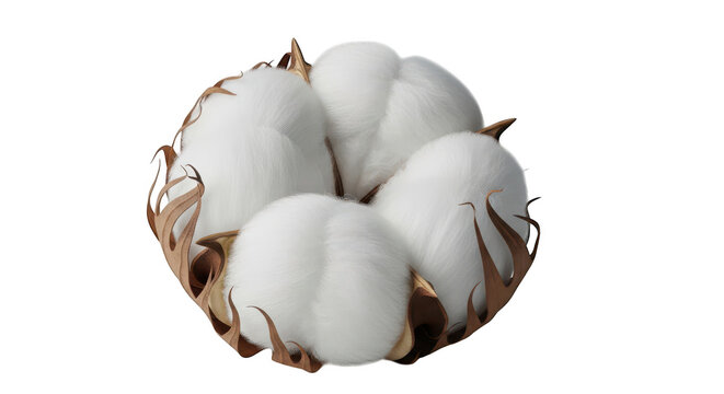 A boll of white cotton with brown leaves