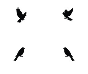Fototapeta premium Four black bird silhouettes on flying and perched