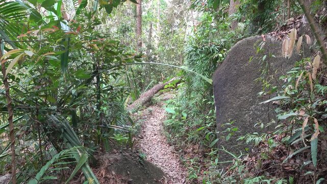 A path in the tropical forest and steps made of tree roots. The old Malay trail. Sounds of tropical jungle cicadas ringing