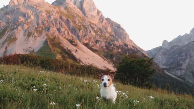 A Jack Russell Terrier sits in a field of white flowers with rugged peaks in the background. Captured in 4K during early morning light.