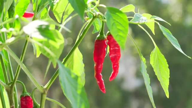 Chili pepper on the balcony. Red pepper at home. Mini red at home.